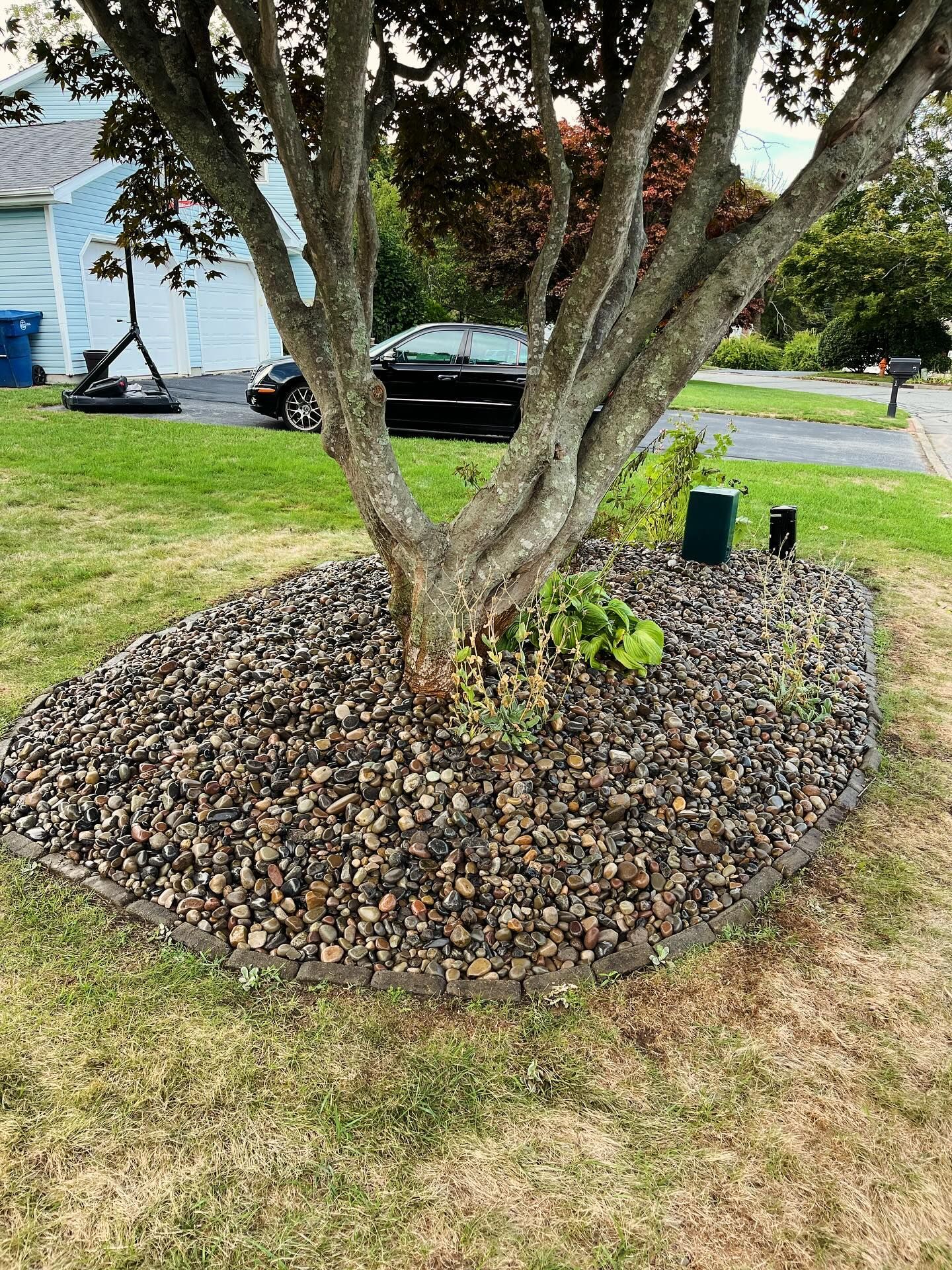 Tree trunk surrounded by gravel in a yard; a black car is visible in the background near a garage.