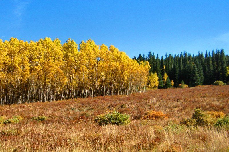 Vibrant yellow aspen trees border a field of brown grasses, with green evergreens and blue sky in the background.