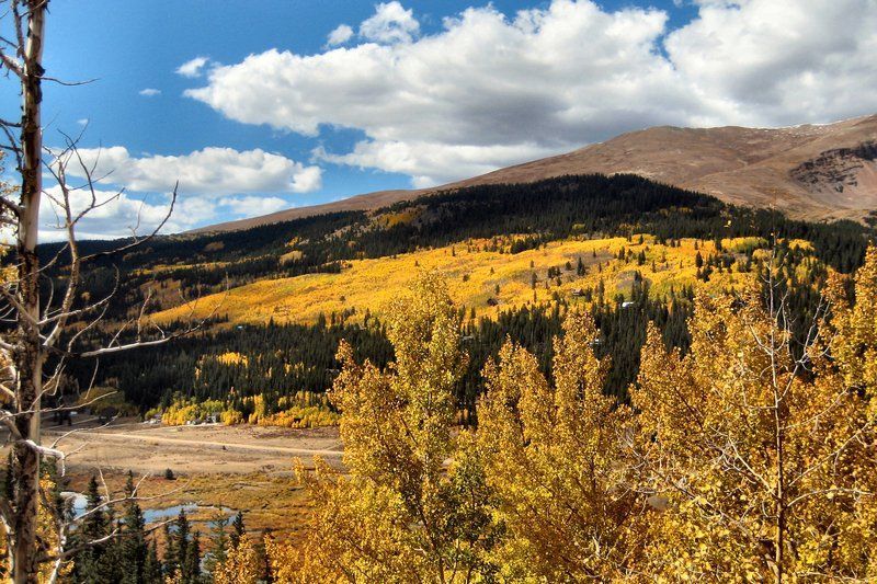 Golden aspens on a mountain slope under a blue sky with white clouds.