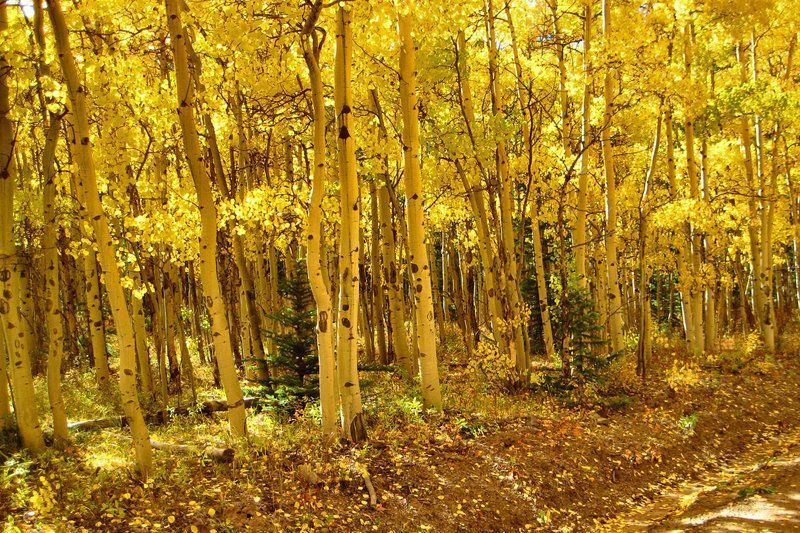 Yellow aspen trees in a forest during autumn; gold leaves and brown ground.