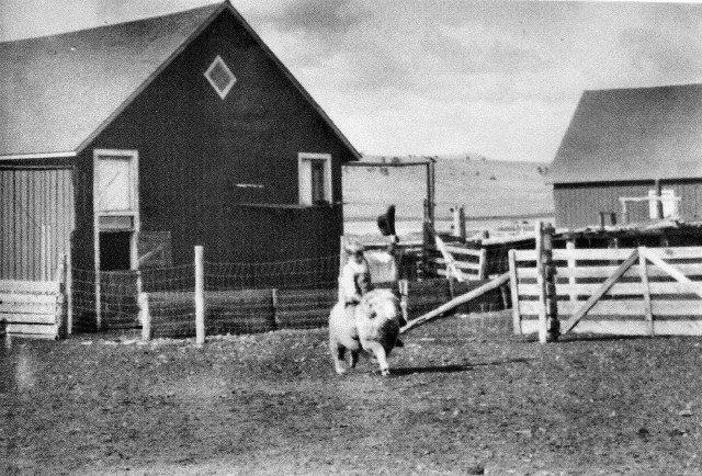 Cowboy riding a bucking steer in a farmyard with barns and fences in the background.