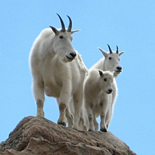 Three white mountain goats on a rocky peak against a clear blue sky.