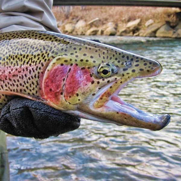 Close-up of rainbow trout held in gloved hand with open mouth near water.