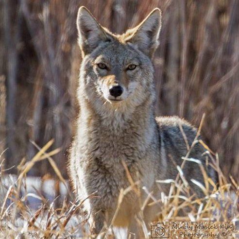 Coyote with pointed ears, tan fur, and focused gaze in tall, dry grass.