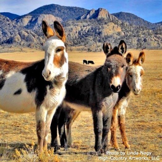 Three donkeys standing in a field with mountains in the background.