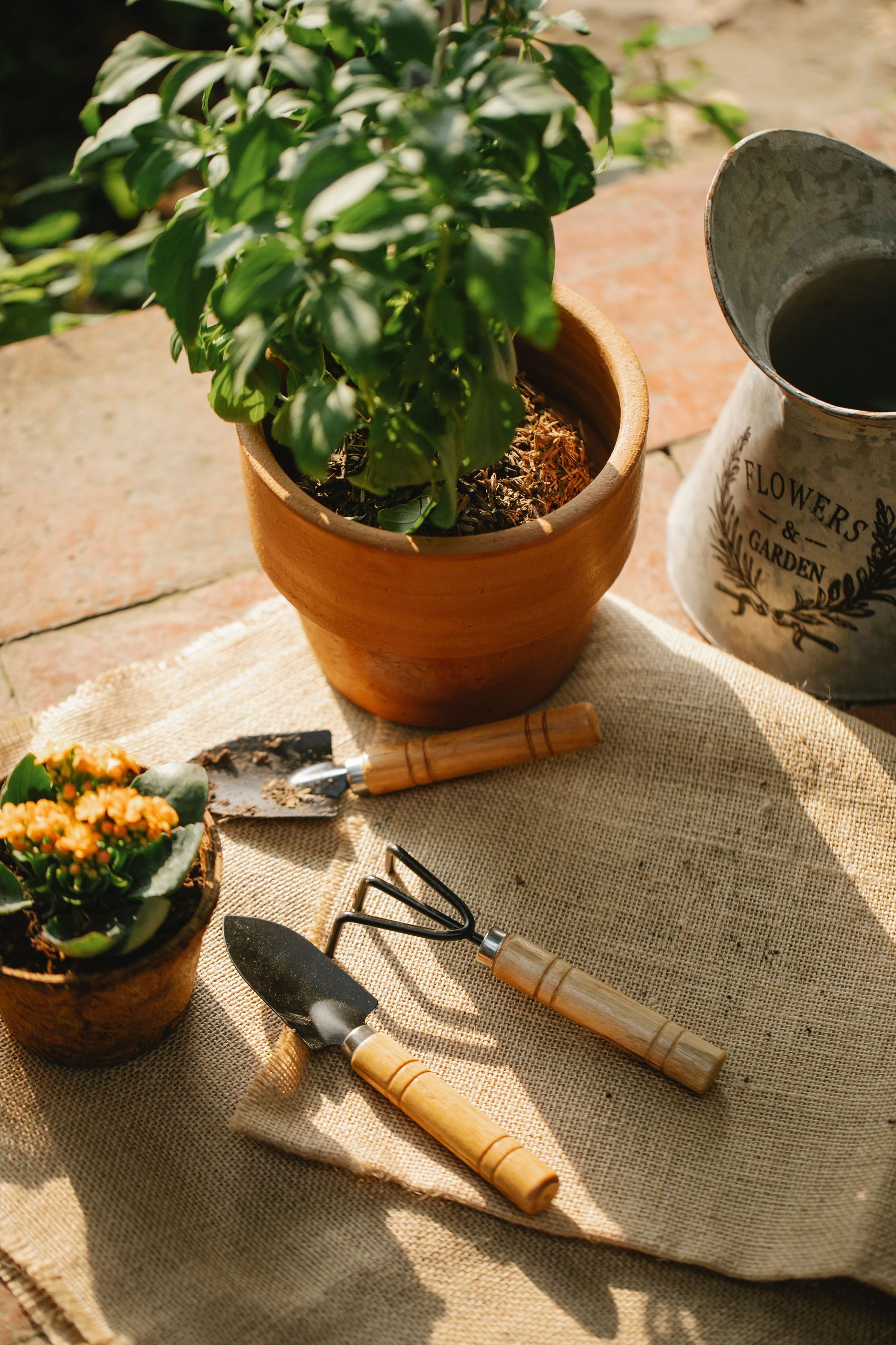 Una planta en maceta, guantes de jardinería y herramientas en un patio soleado junto a una taza y una estera tejida.