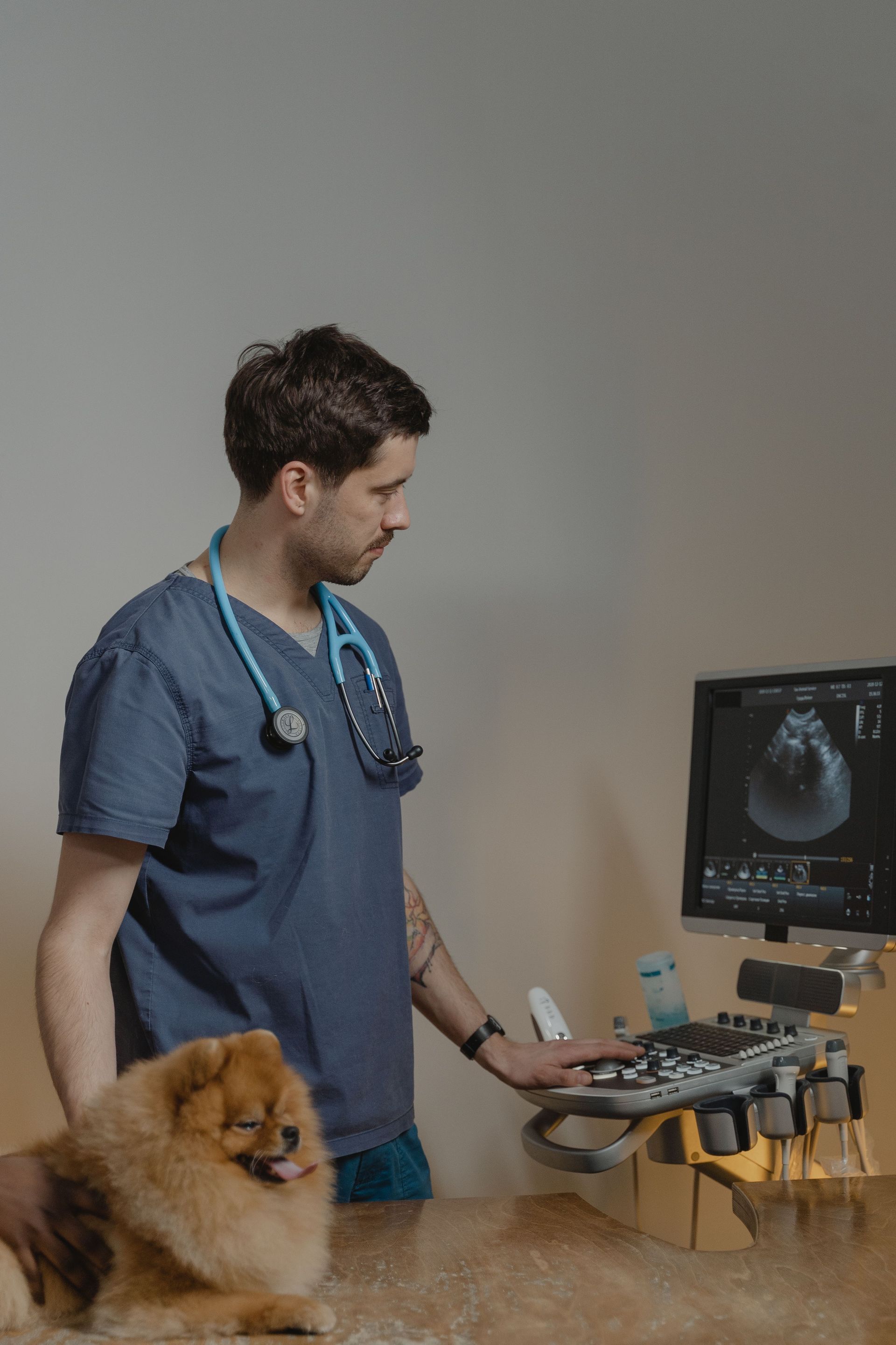 Veterinario examinando a un perro con un equipo de ultrasonido junto a un monitor.