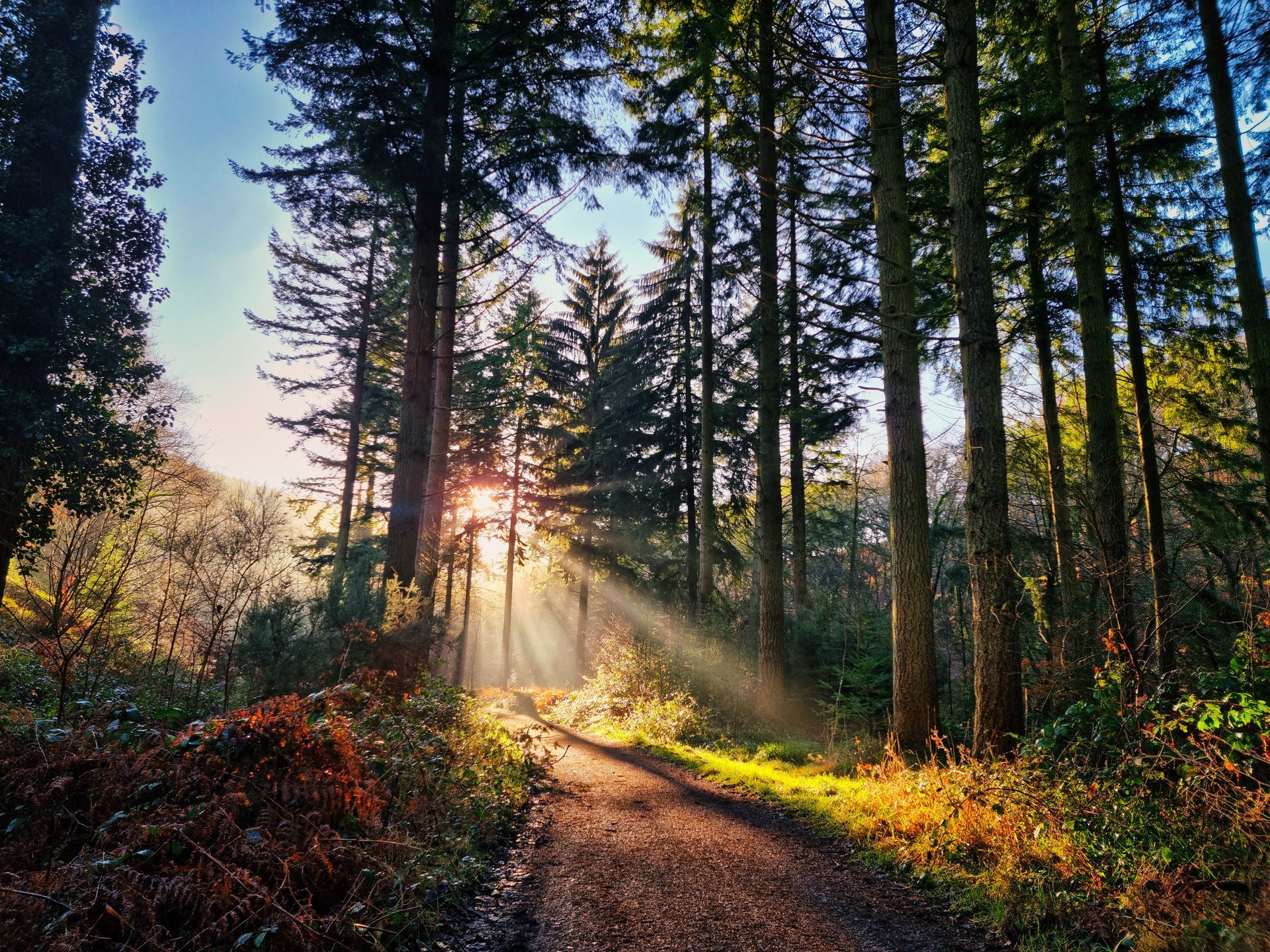 Sunlight through tall pine trees onto a forest path, with golden rays and green undergrowth