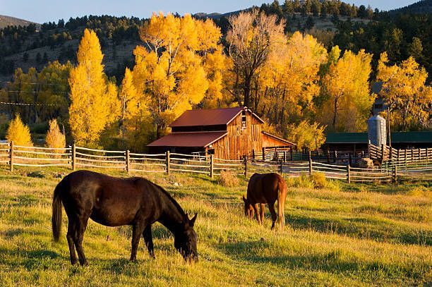 Two horses grazing in a field near a red barn with golden autumn trees behind them