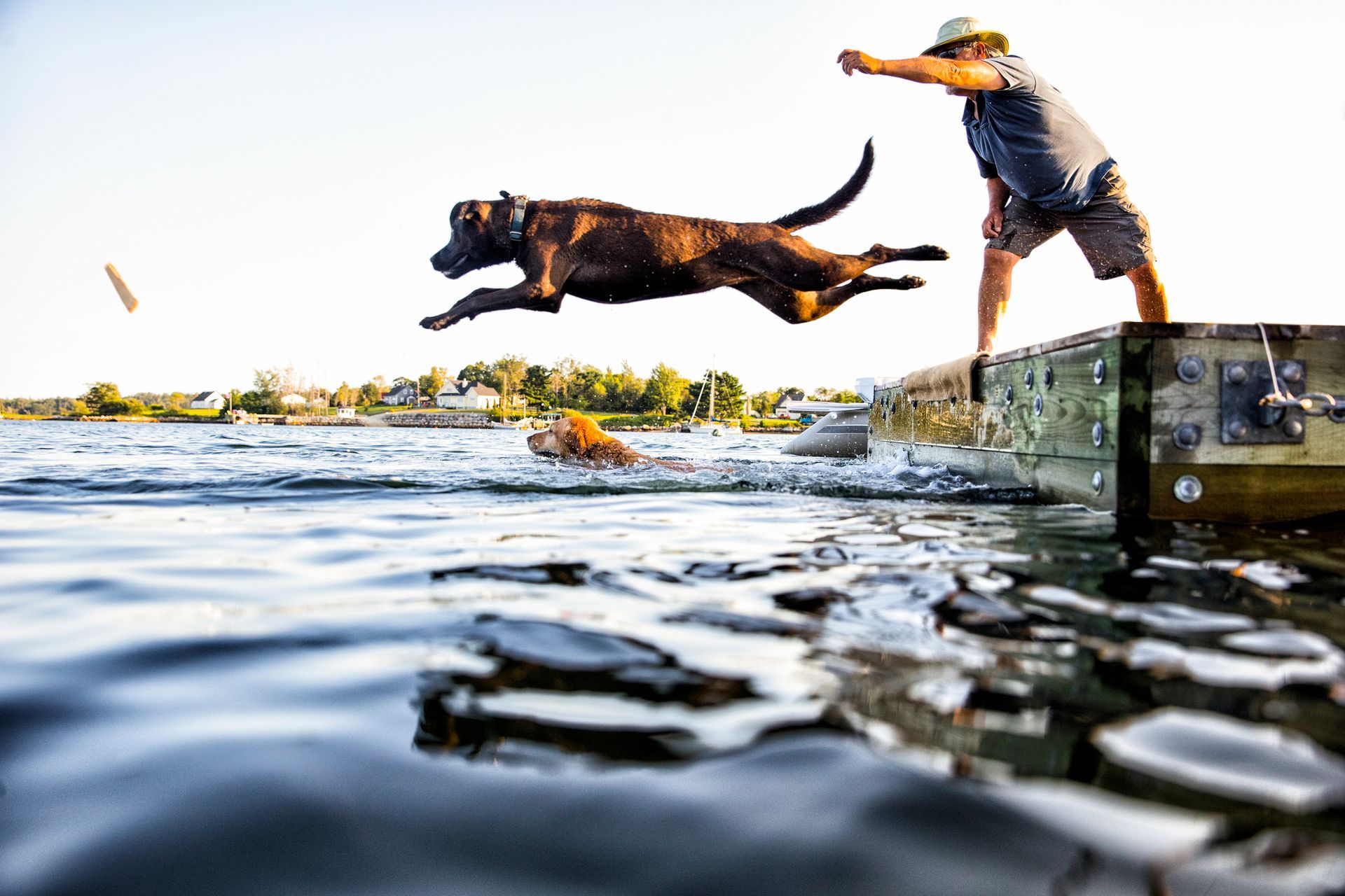 Dog jumping into water from dock as person leans forward on the right, with rippling lake in foreground