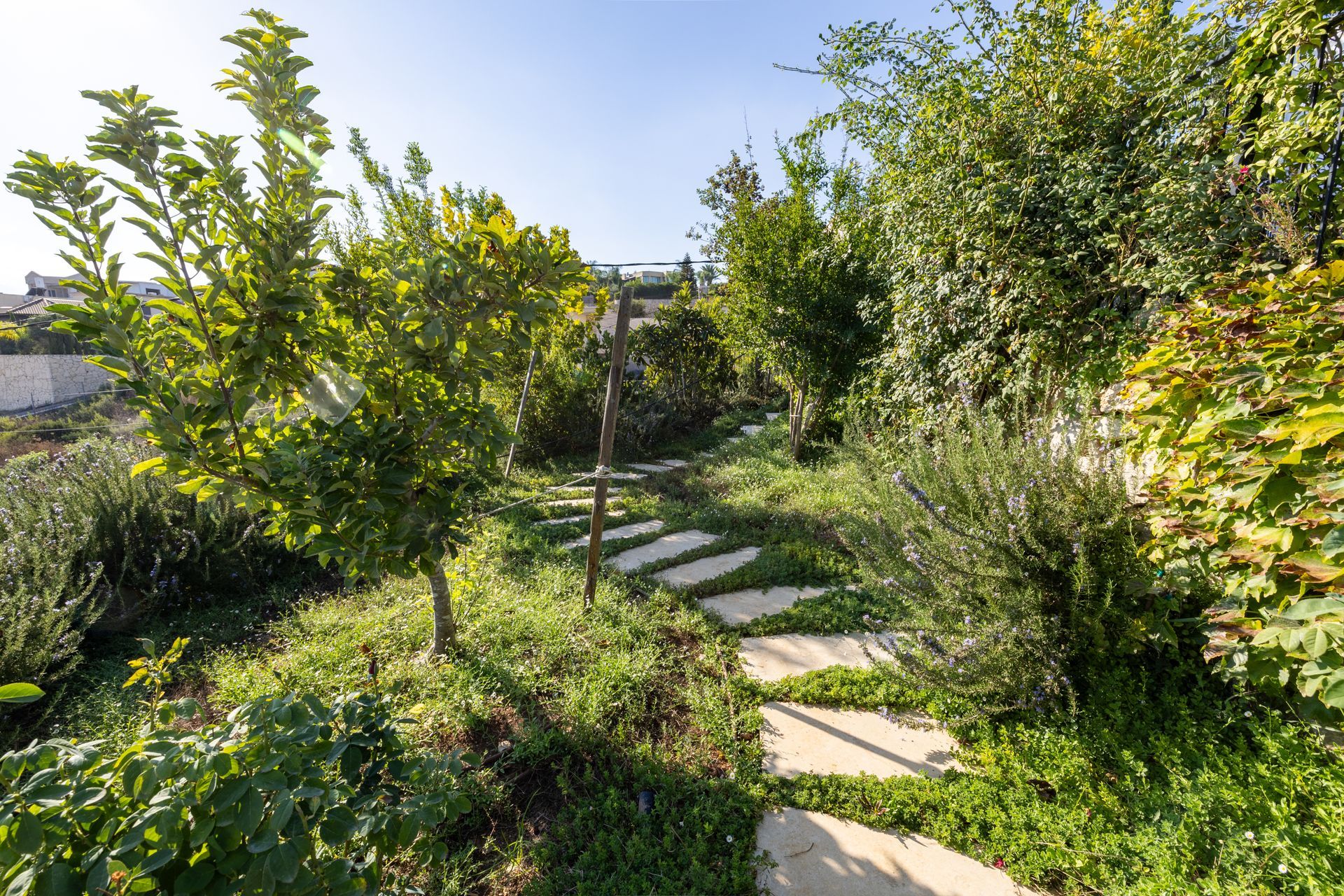 Stone pathway through a sunny garden with green foliage and small trees.