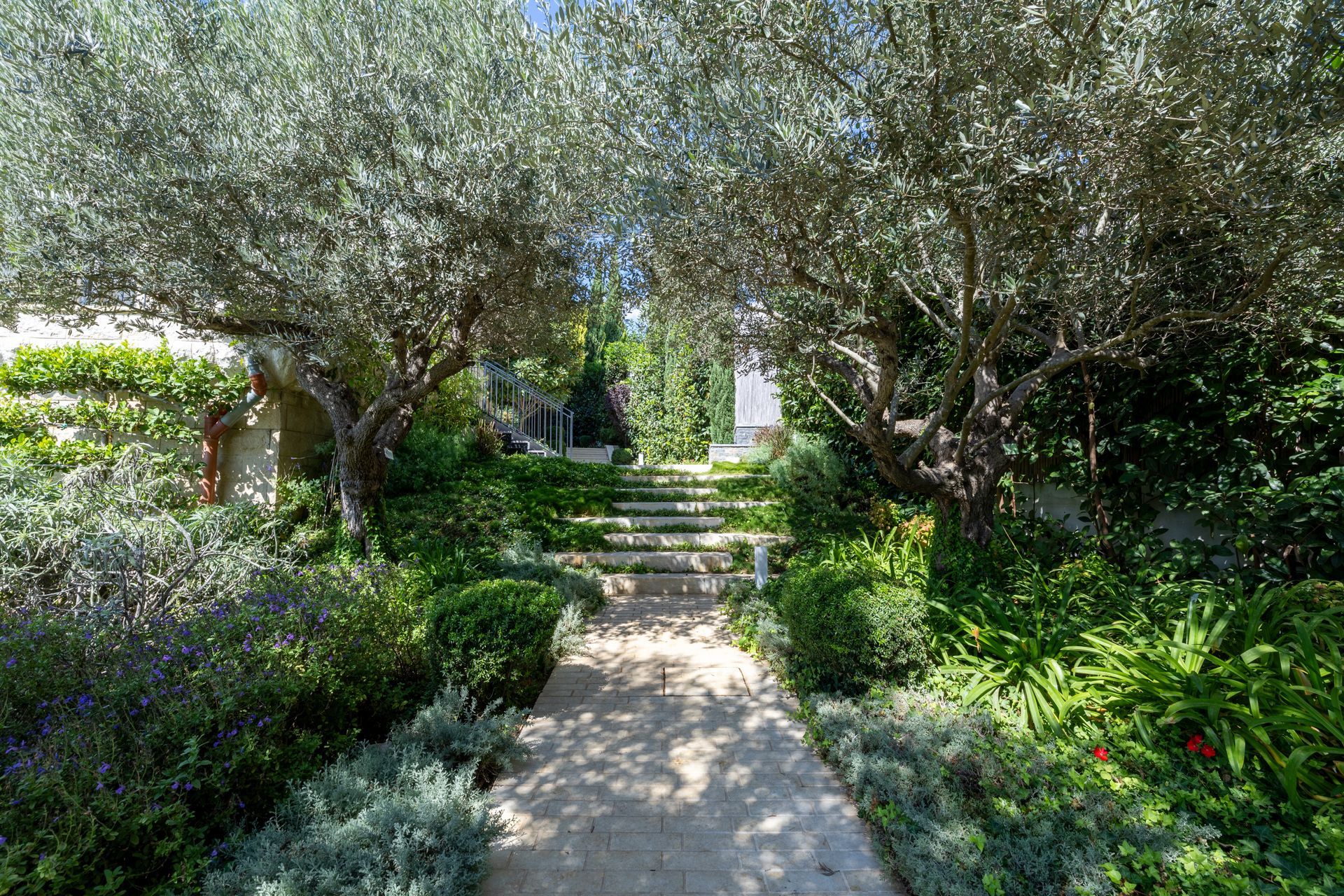 Stone pathway leads through lush garden with olive trees and steps.