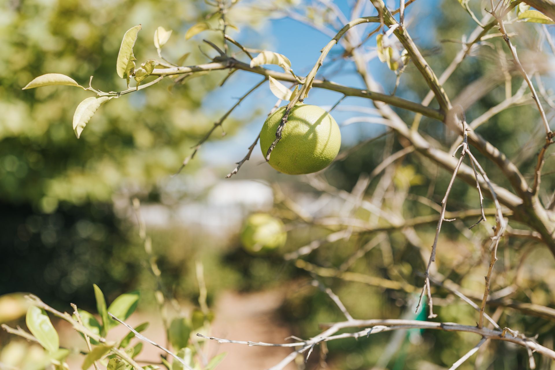 Green fruit hanging from a tree branch against a blurred background of leaves and sky.