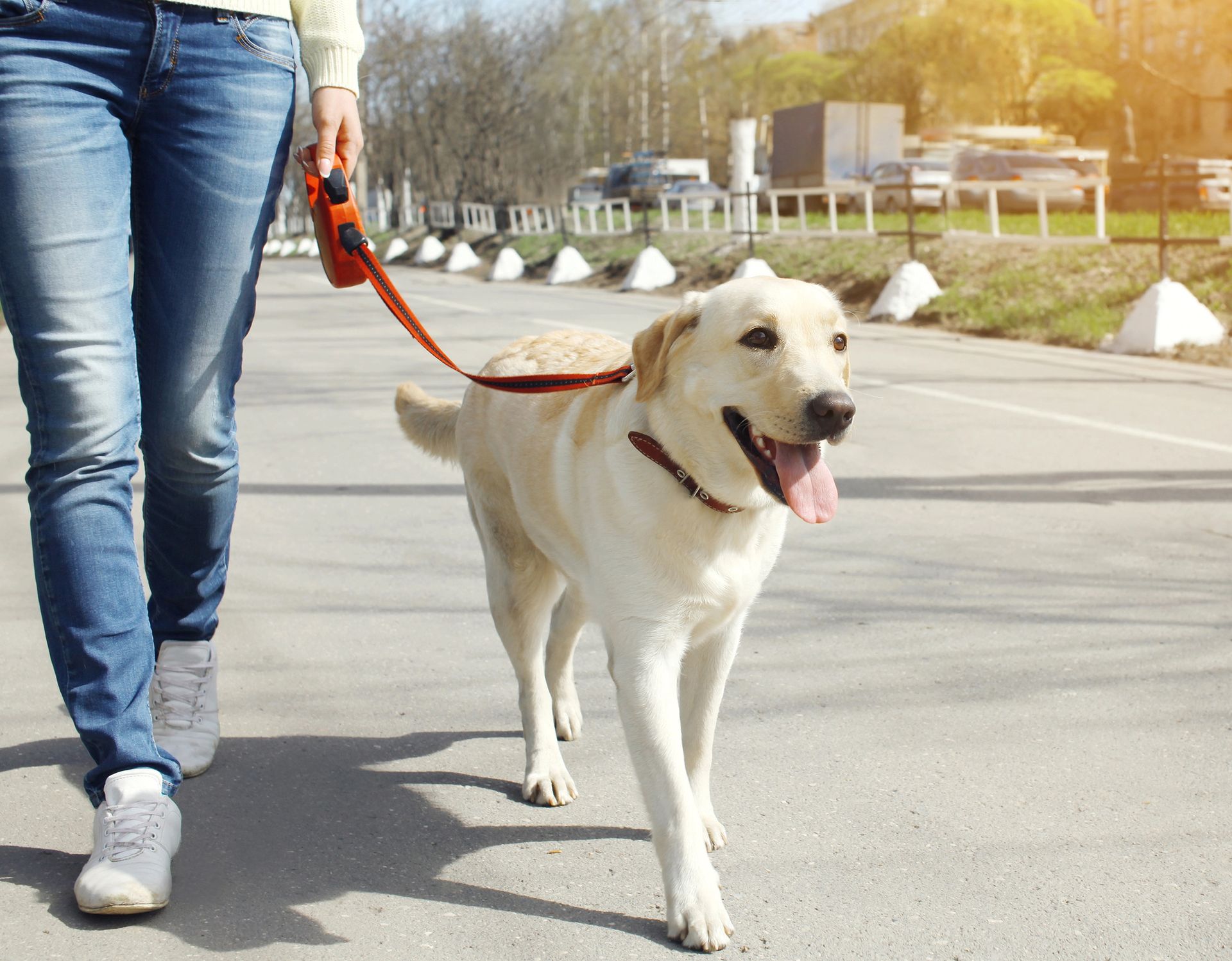 Dog Walking in Dover, DE