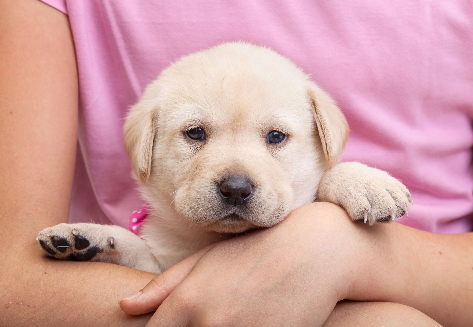 Insured Pet Sitter in Dover, DE