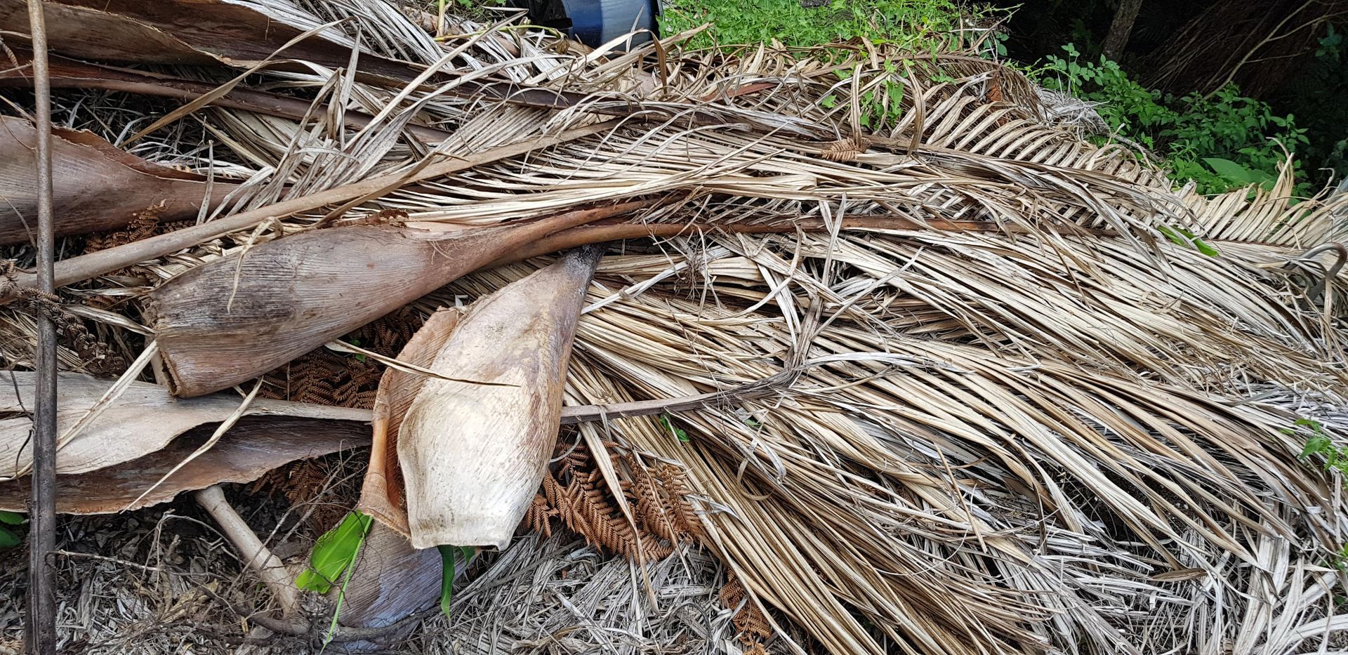 Dry brown palm fronds and leaves piled on the ground outdoors near green plants.