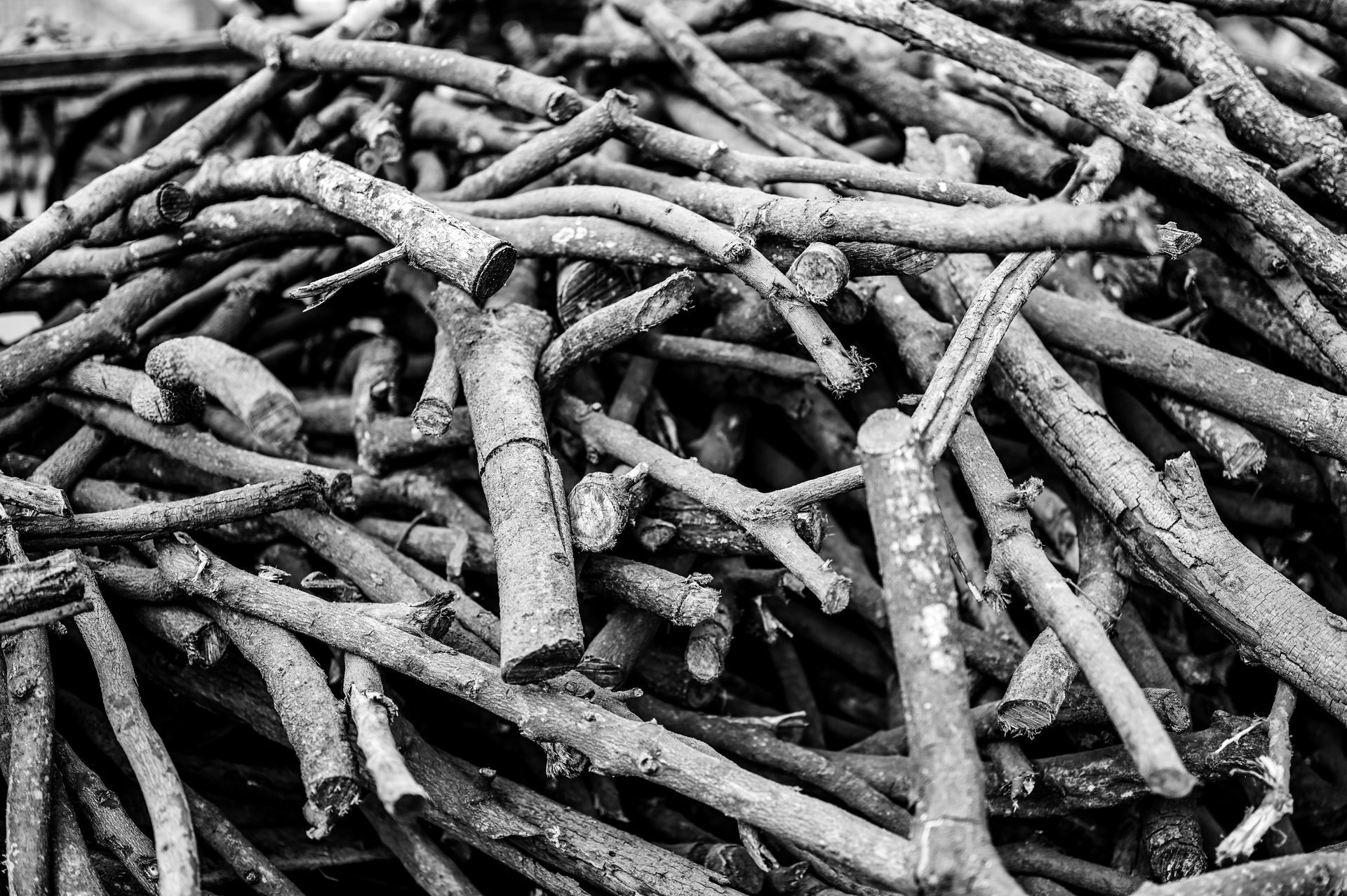 Pile of dry sticks and branches stacked in a tangled heap