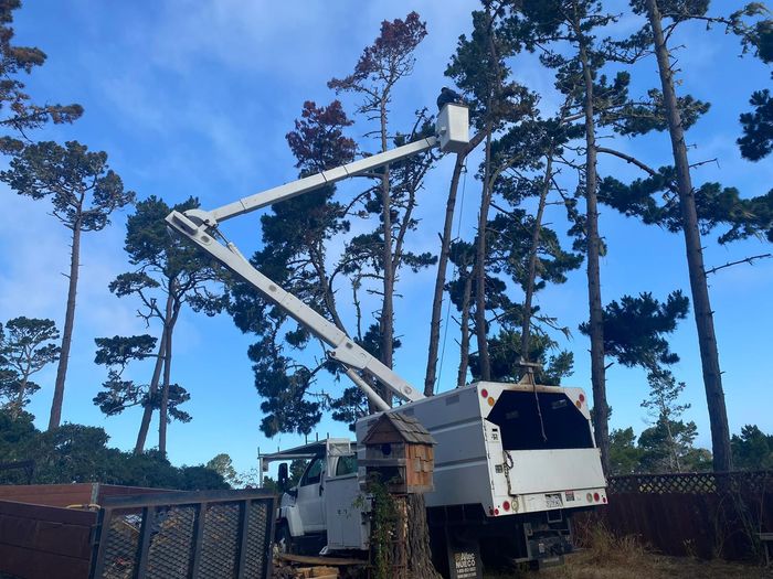 A tree service truck with an extended lift trimming tall trees under a partly cloudy sky.