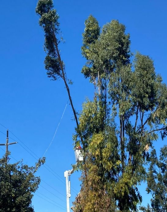 Man in a lift truck trimming a tall eucalyptus tree near power lines under a clear blue sky.