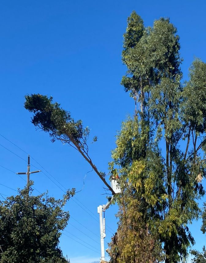 Tree being trimmed near power lines by a worker in a lift. Blue sky.