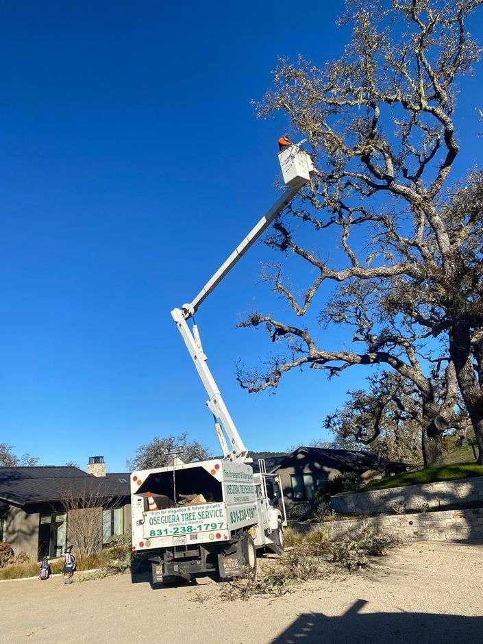 A tree service truck trims a large tree; worker in bucket, blue sky, and a house in the background.
