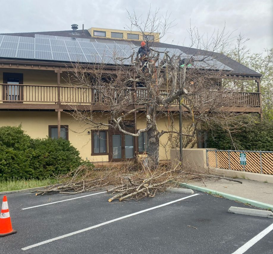 Person trimming a tree near a building with solar panels. Branches on the ground in a parking lot.