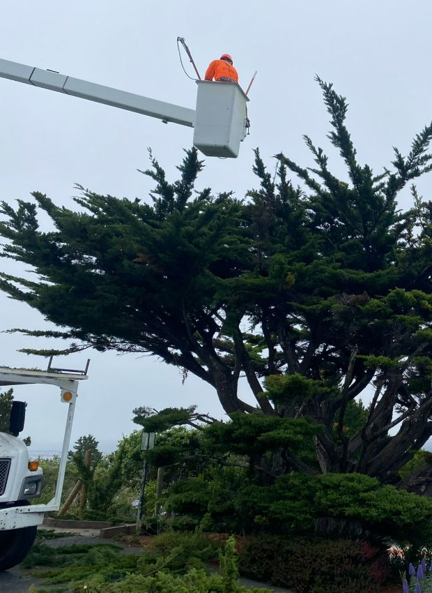 Man in an orange vest in a bucket truck trimming a large, green tree under an overcast sky.