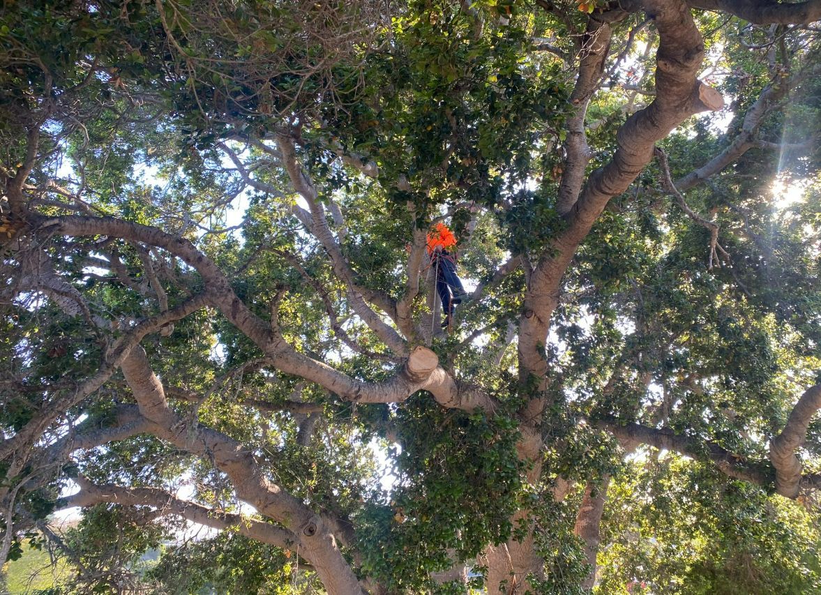 Arborist in safety gear trims branches of a large tree in bright sunlight.