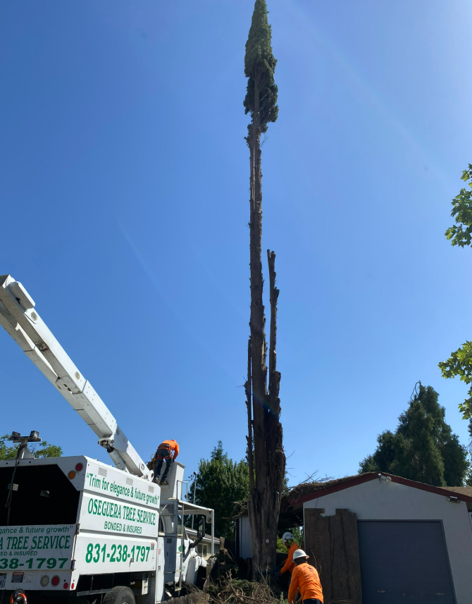 Tree service removing a tall, bare tree with a truck-mounted lift under a blue sky.