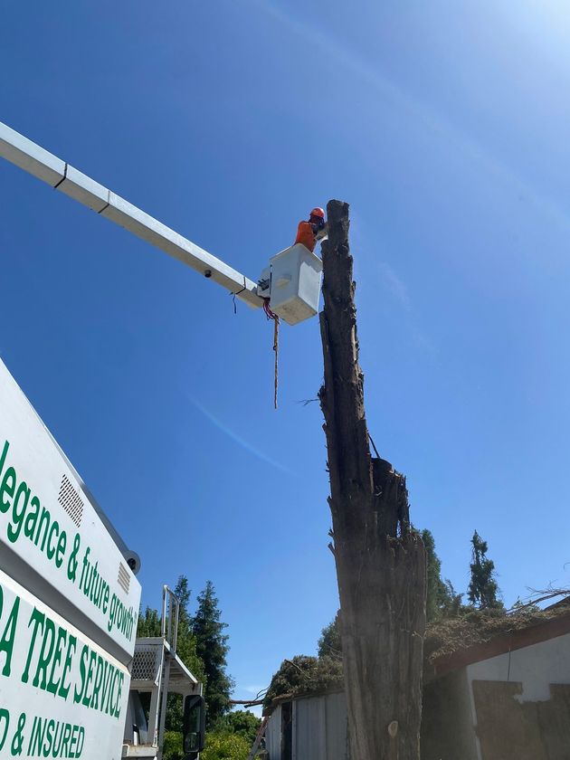 Tree trimmer in lift, cutting a tall tree trunk, with blue sky. Sign for tree service visible.
