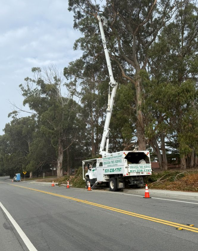 Tree service truck trimming a tall tree along a road; cones mark the work zone under a cloudy sky.