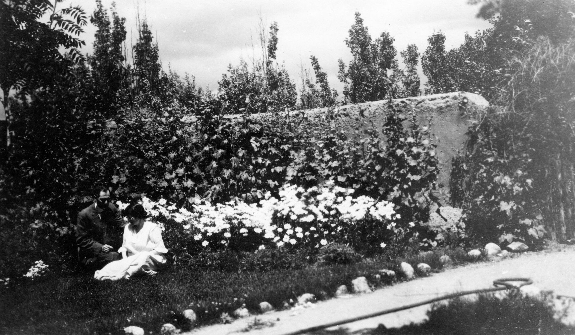 A garden in bloom