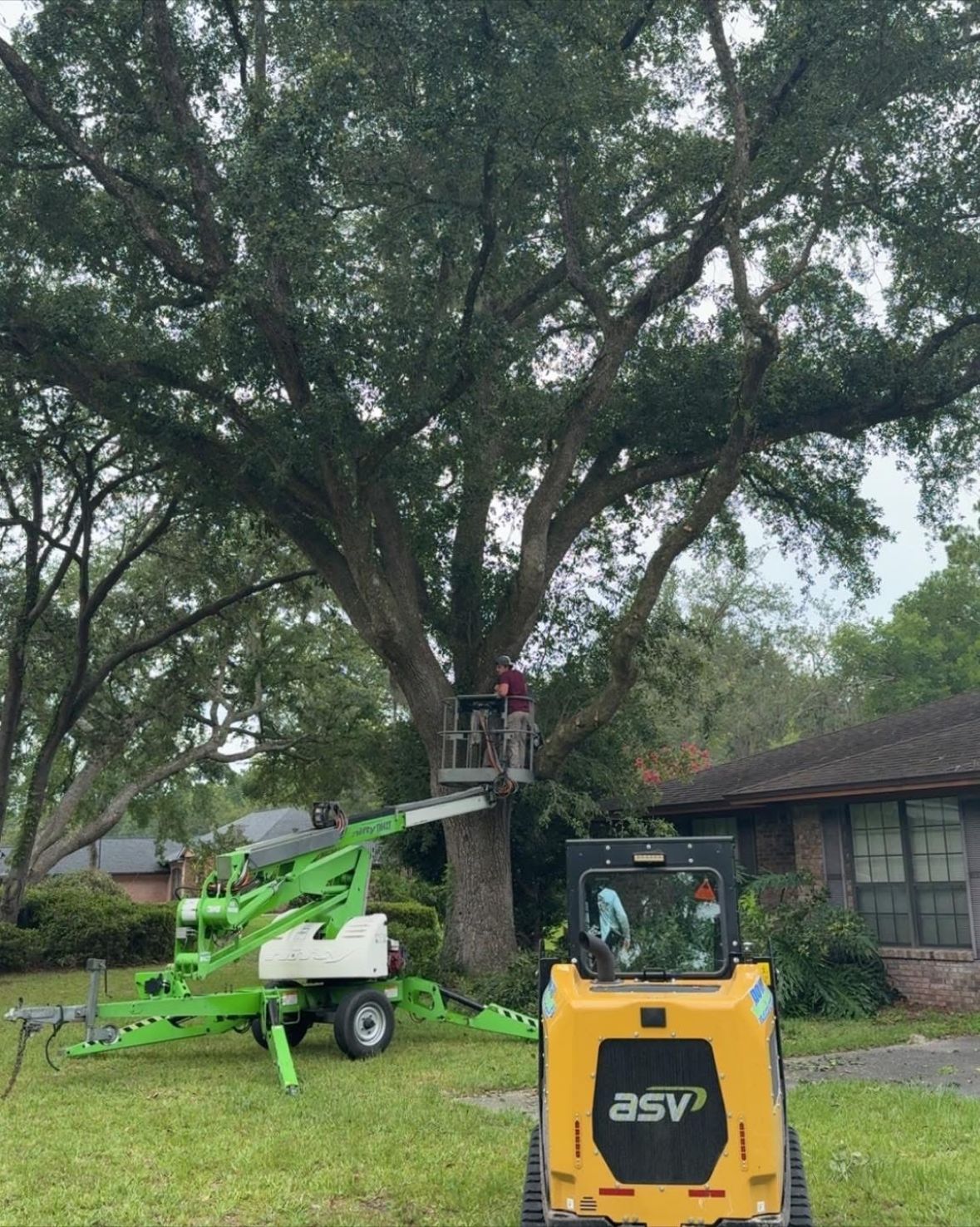 Tree Trimming & Removal Services | Jacksonville & Palm Coast FL ...