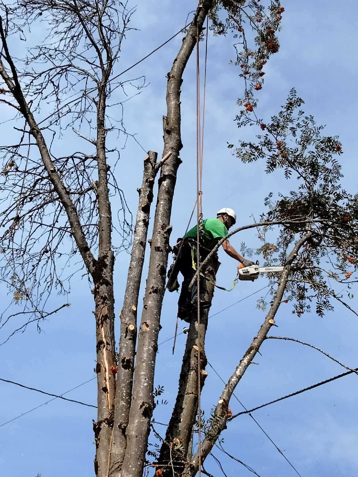 Aspen Tree Service, LLC Top Rated Tree Service Portland, Oregon