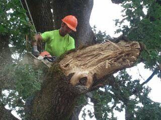 A person wearing a bright green shirt and orange hard hat uses a chainsaw to cut a large tree branch.