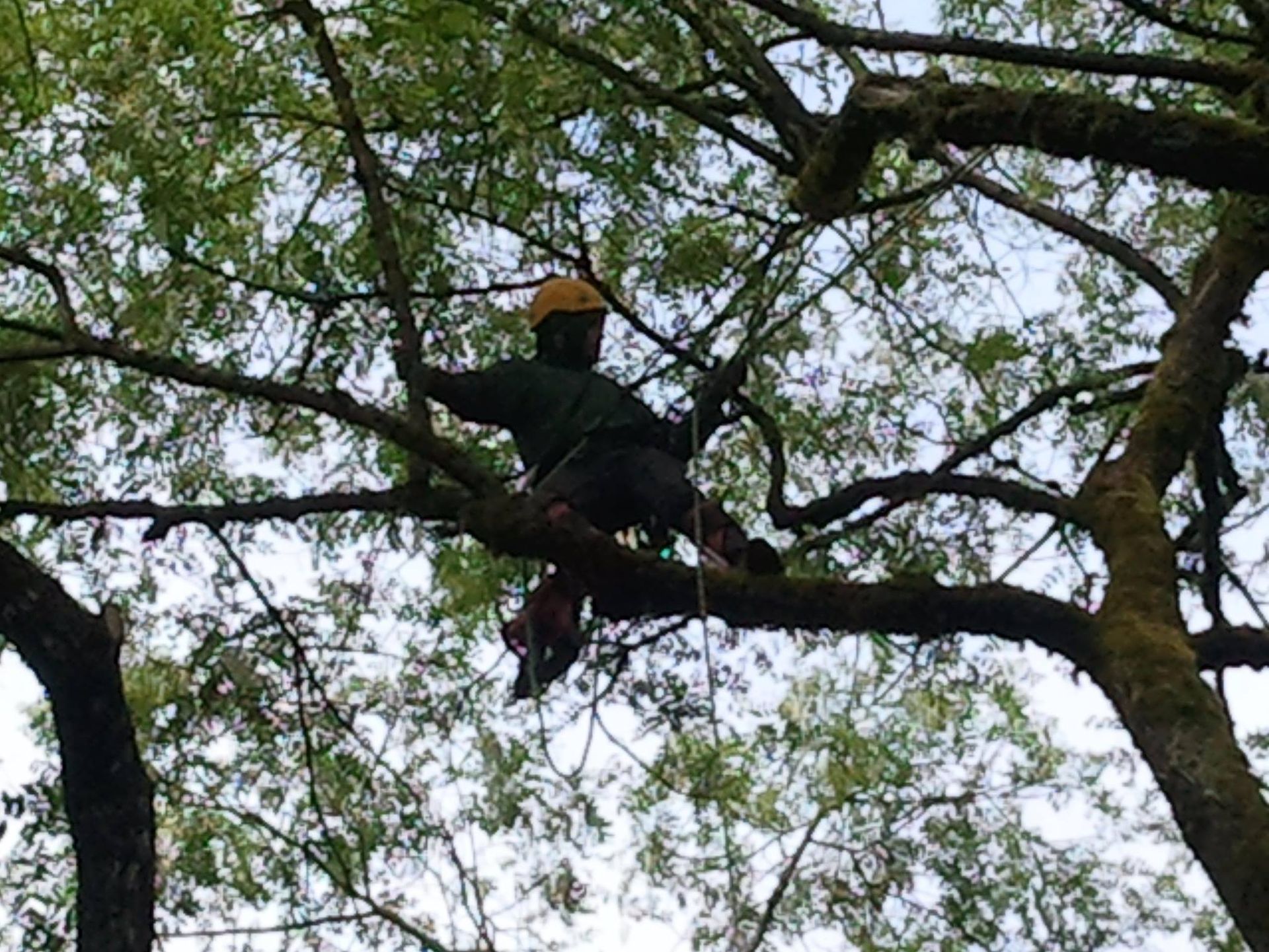An arborist in a hard hat and harness working high in a leafy, sunlit tree.