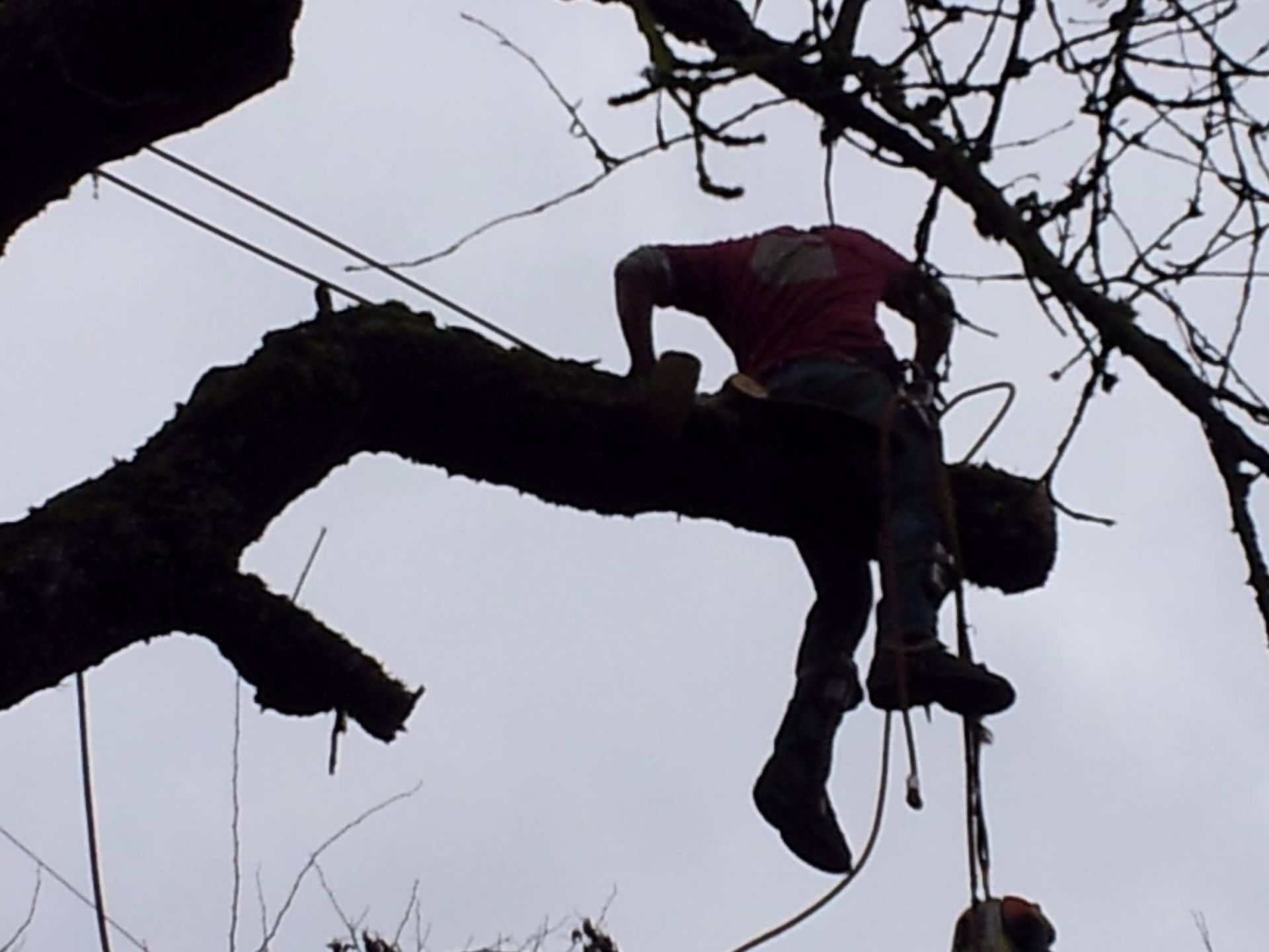 A worker in a red shirt wearing climbing gear sits on a thick tree branch, suspended by ropes while trimming the tree.