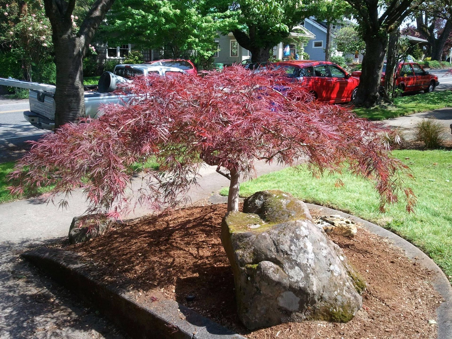 A small, red-leafed Japanese maple tree grows in a landscaped garden bed with large rocks next to a suburban street.