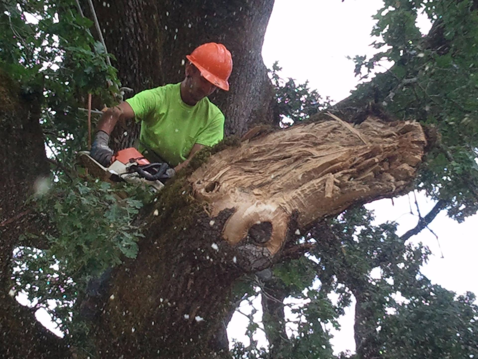 A person in a hard hat and neon shirt uses a chainsaw to cut a large tree branch high in a tree.