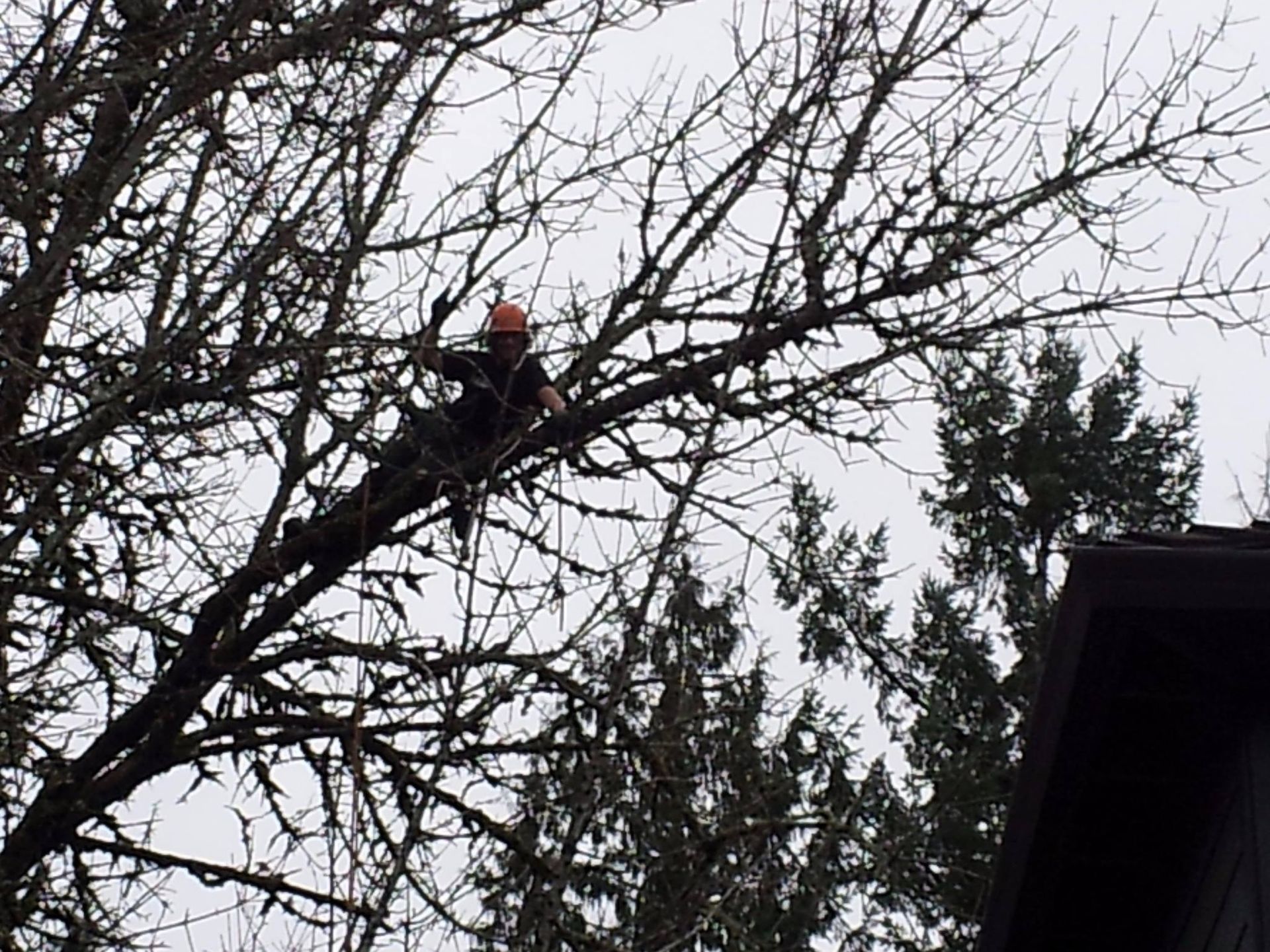 A person wearing a bright orange hard hat climbs and works in the branches of a bare deciduous tree.