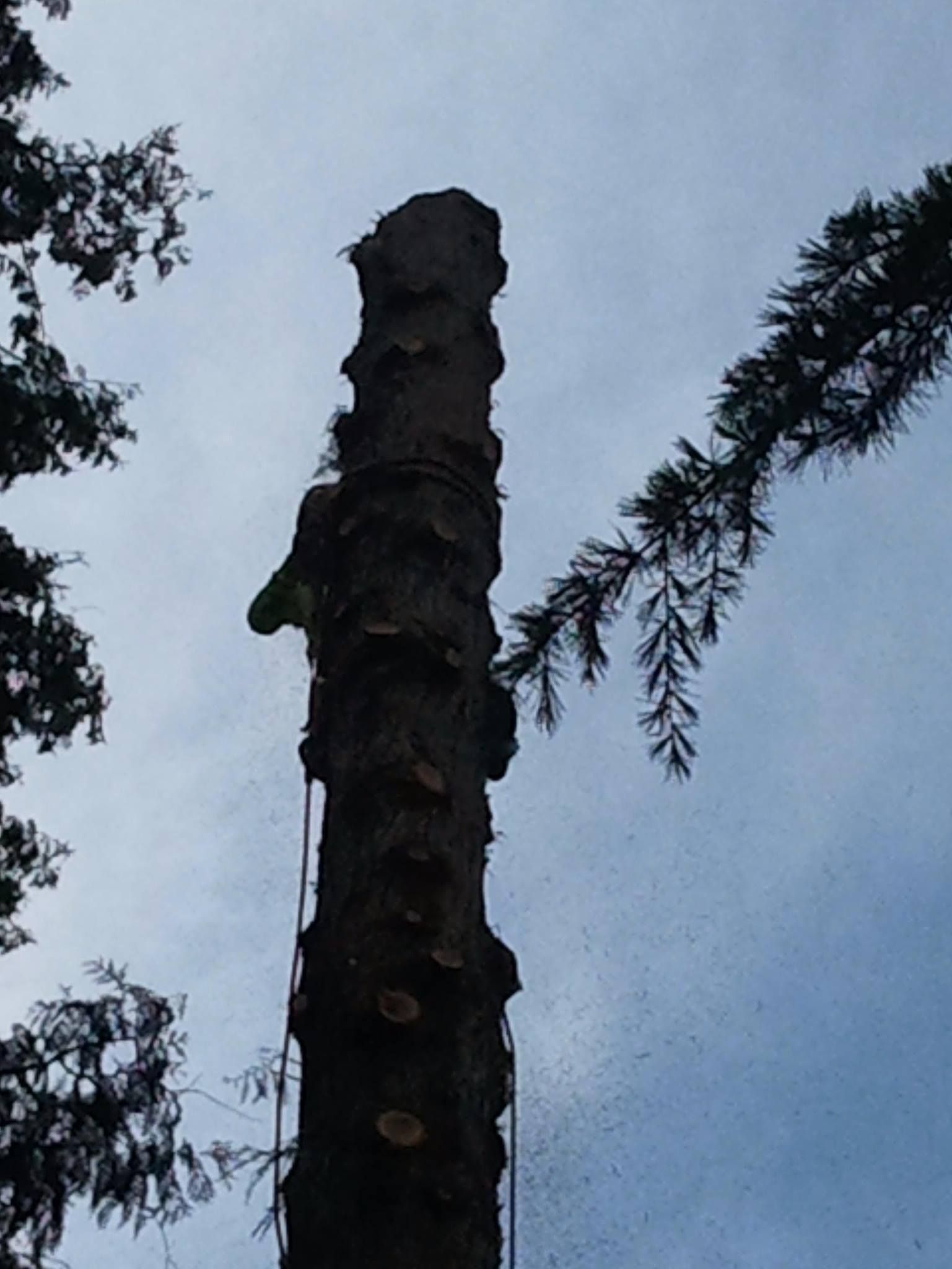 A climber using a rope and harness is high up on the trunk of a tall tree that has had its branches pruned off.
