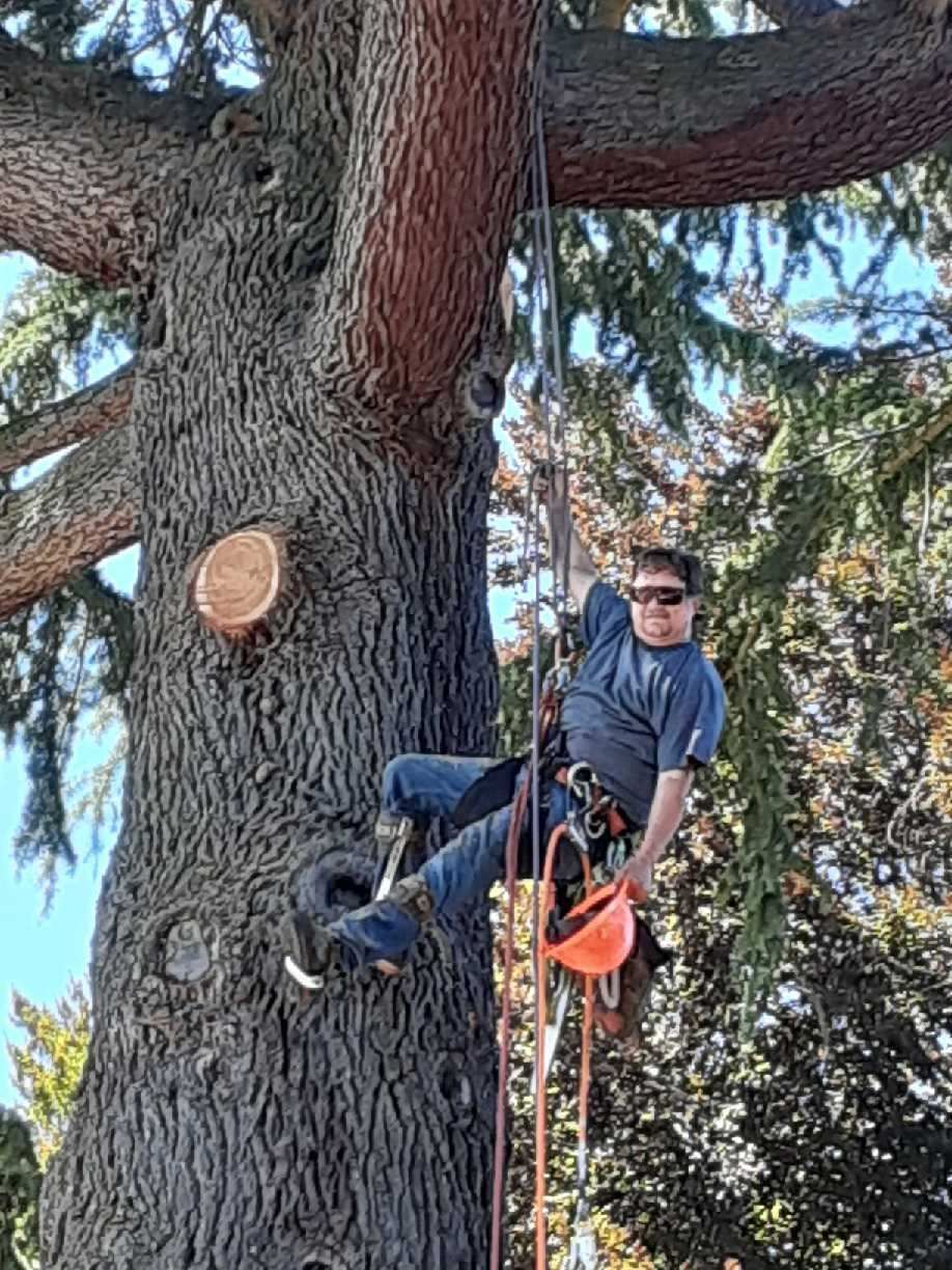 A person wearing safety gear and sunglasses is suspended by ropes while working on a large tree trunk.