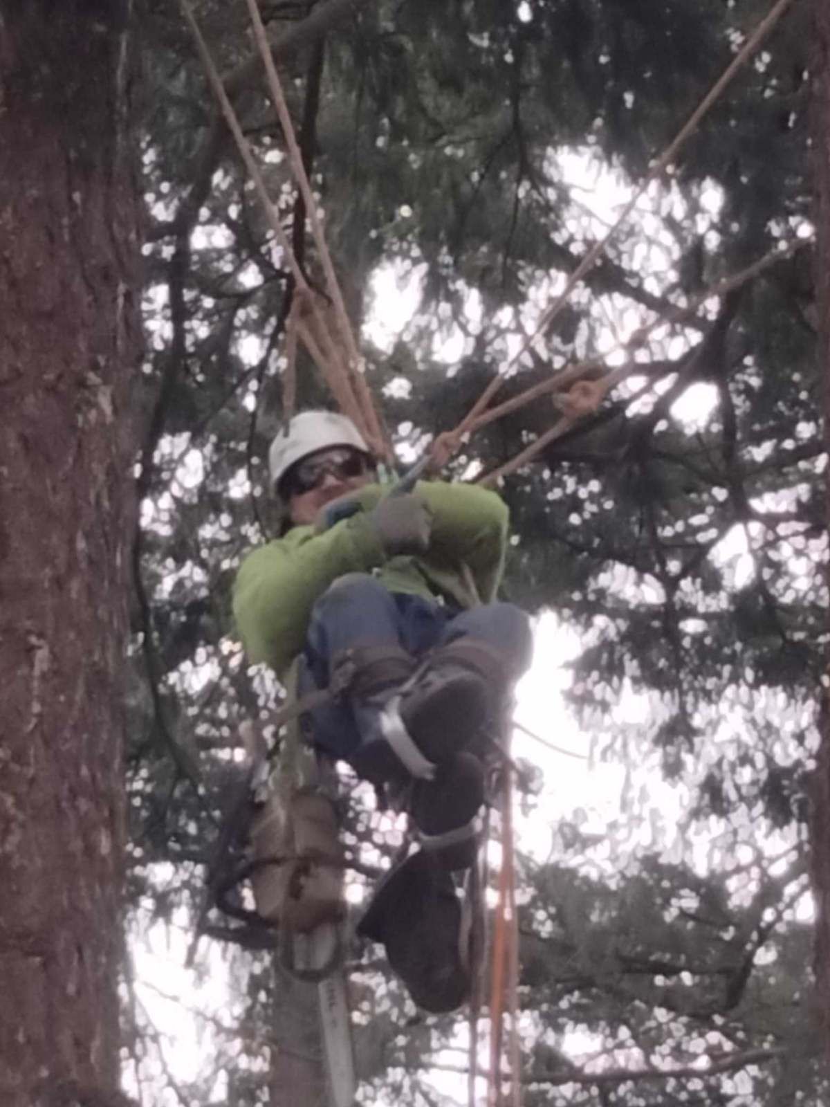 A person in a safety helmet, green jacket, and harness suspended by ropes while working high up in a tree.
