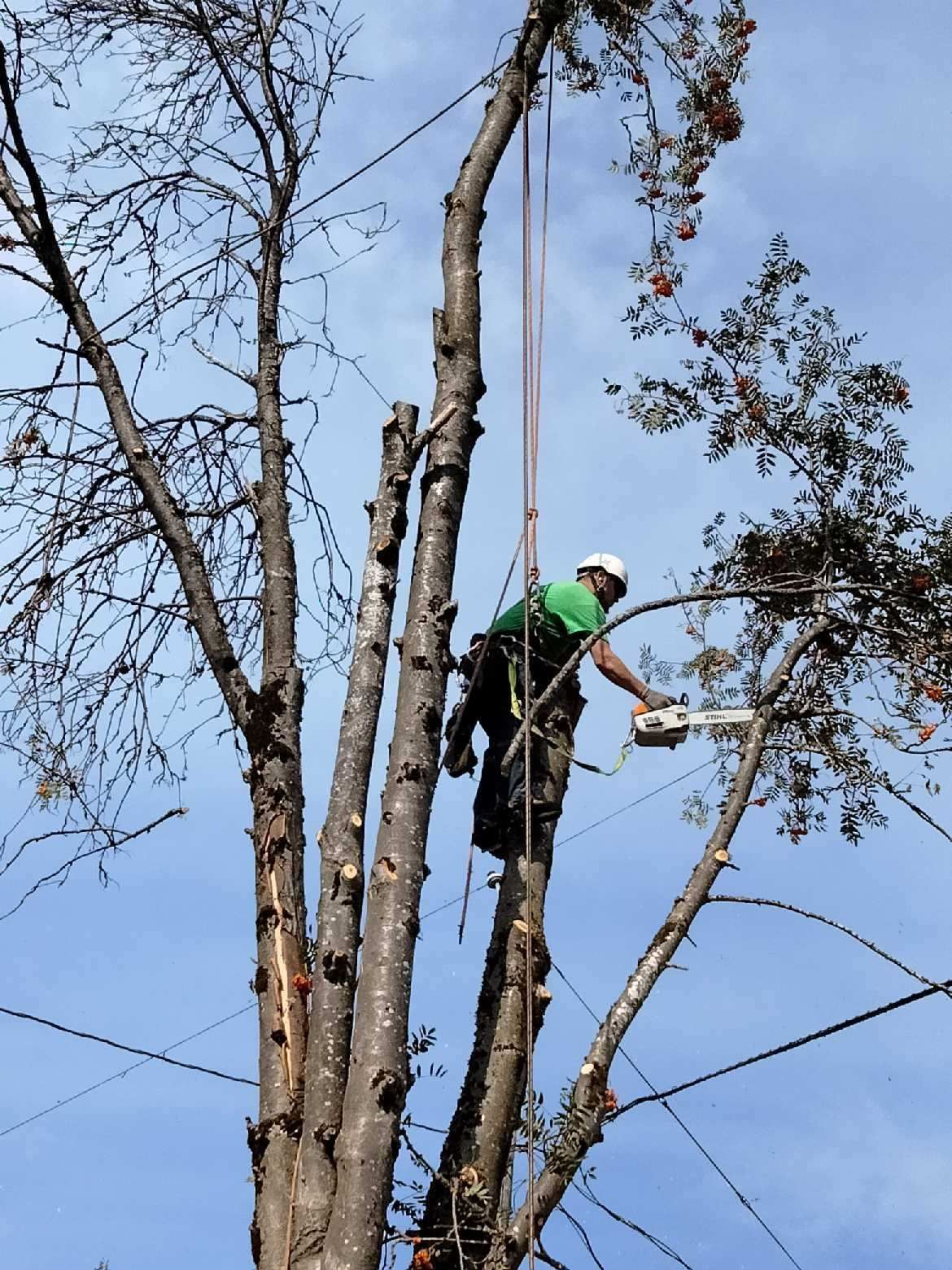 An arborist in a green shirt and white hard hat uses a chainsaw to prune branches high up in a tall, leafless tree.