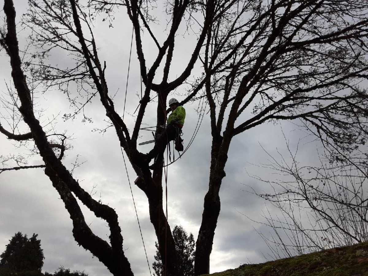 An arborist wearing a high-visibility jacket and hard hat uses a chainsaw while suspended in a large, leafless tree.