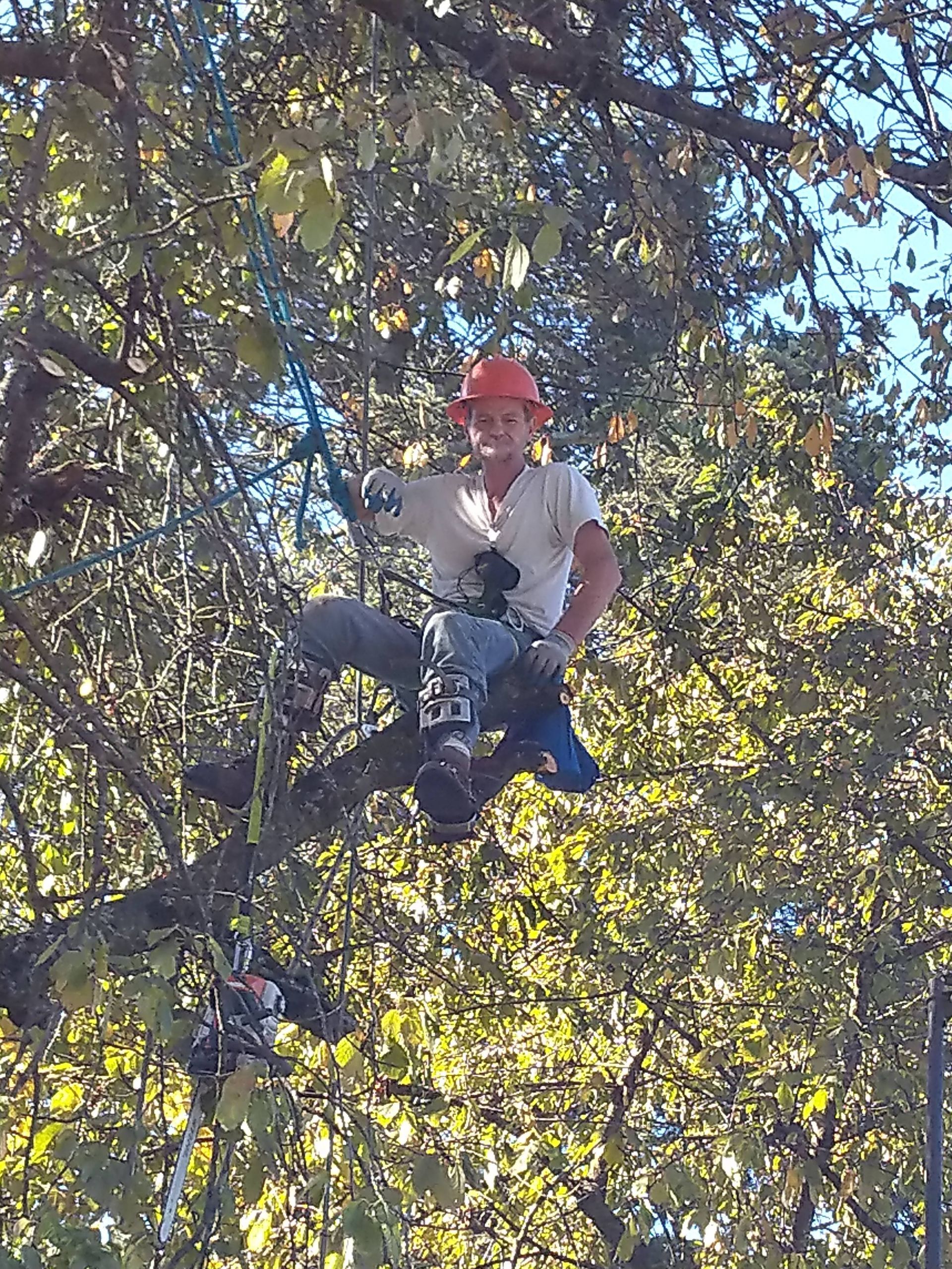 A person in a hard hat and climbing harness sits perched on a tree branch, secured by climbing ropes.