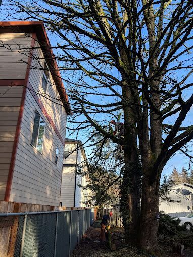 A professional arborist climbs a large, multi-trunked tree next to a tan house to perform maintenance or removal.