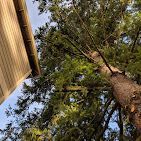 A low-angle view of a tall coniferous tree standing next to the exterior wall of a building against a light sky.