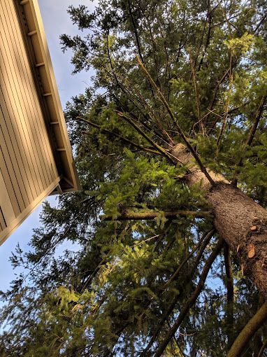 A tall coniferous tree stands next to the side of a light-colored house, seen from a low-angle perspective.