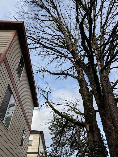 A low-angle view of a tall, bare-branched tree standing next to the tan-sided wall of a multi-story building.